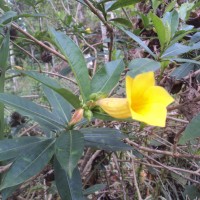 <i>Allamanda schottii</i>  Pohl